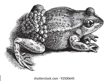 624 Frog engraving Images, Stock Photos & Vectors | Shutterstock