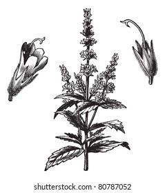 Common mint (Mentha Viridis), vintage engraved illustration. Trousset encyclopedia (1886 - 1891).