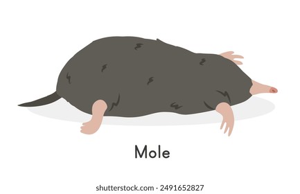 Common mole vector illustration, cartoon clipart character, animal in flat style. Wild animals, wild creatures, wildlife concept. Northern mole vector design isolated on white background