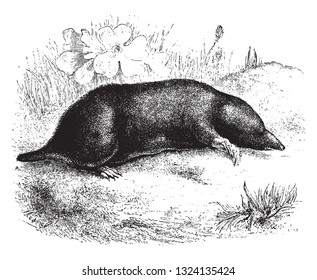 Common mole, vintage engraved illustration. From Zoology Elements from Paul Gervais.
