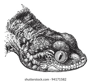 Common or Moorish Wall Gecko (Tarentola mauritanica) / vintage illustration from Meyers Konversations-Lexikon 1897