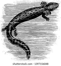 Common Mudpuppy is a species of aquatic salamander found throughout the northeastern United States vintage line drawing or engraving illustration.