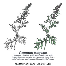 Common mugwort. Colorful vector hand drawn plant. Vintage medicinal sketch