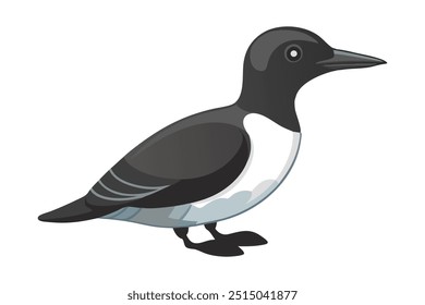 Common Murre Ocean animal flat vector illustration