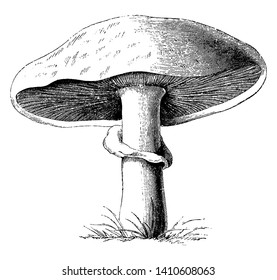 Common mushroom is use for cooking. Its cap has a pale grey-brown colour, with broad, flat scales, vintage line drawing or engraving illustration.