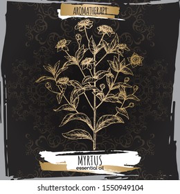 Common myrtle aka Myrtus communis sketch on black lace background. Great for traditional medicine, perfume design, cooking or gardening.