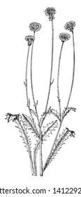 The common name of Crepis rubra is red hawksbeard or pink hawk's-beard. It's a European species of flowering plant in the daisy family & found in the eastern Mediterranean region, vintage line drawing
