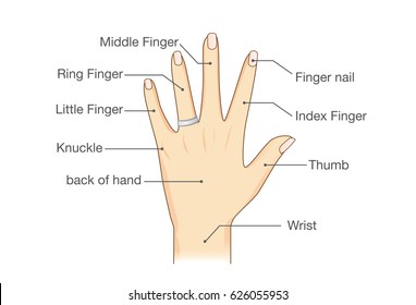 8,682 Hand fingers names Images, Stock Photos & Vectors | Shutterstock