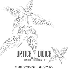 Common nettle, Burn nettle plant vector contour. Urtica dioica plant outline. Set of Stinging nettle leafs in Line for pharmaceuticals. Contour drawing of medicinal herbs