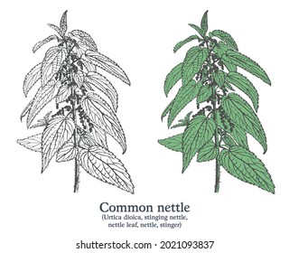 Common Nettle. Colorful Vector Hand Drawn Plant. Vintage Medicinal Plant Sketch