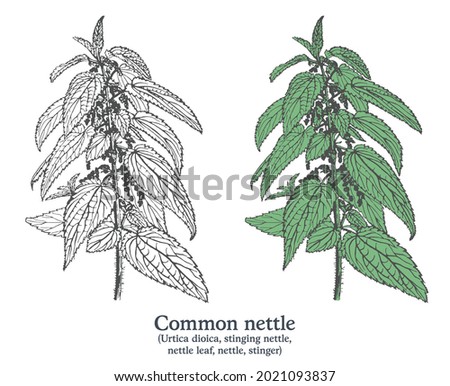Common nettle. Colorful vector hand drawn plant. Vintage medicinal plant sketch