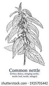 Common Nettle. Vector Hand Drawn Plant. Vintage Medicinal Plant Sketch.