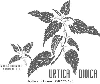 Common nettle vector silhouette. Medicinal Urtica dioica plant outline. Set of Burn nettle, Stinging nettle in Line for pharmaceuticals. Contour drawing of medicinal herbs