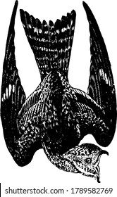 The common nighthawk is a medium-sized nocturnal bird of the family Caprimulgidae, it is very long, pointed wings and medium-long tails, vintage line drawing or engraving illustration.