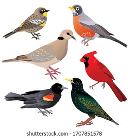 Common North American birds as red-winged blackbird, warbler, pigeon, robin and starling are sitting