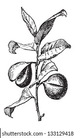 Common Nutmeg or Myristica fragrans, showing fruit, vintage engraved illustration. Dictionary of Words and Things - Larive and Fleury - 1895
