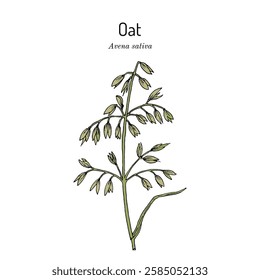 Common oat (Avena sativa), edible and medicinal plant. Hand drawn botanical vector illustration