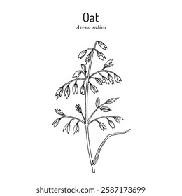 Common oat (Avena sativa), edible and medicinal plant. Hand drawn botanical vector illustration