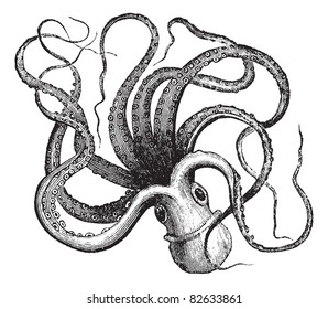 Common octopus (Octopus vulgaris) isolated on white, vintage engraved illustration.Trousset encyclopedia (1886 - 1891).