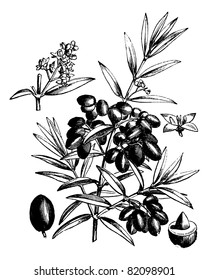 Common olive or Olea Europaea, vintage engraved illustration. Trousset encyclopedia (1886 - 1891).