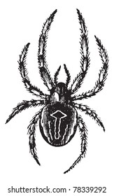 Common Orb-weaving Spider or Common Epeira or Araneus sp., vintage engraving. Old engraved illustration of Common Orb-weaving Spider. Trousset Encyclopedia