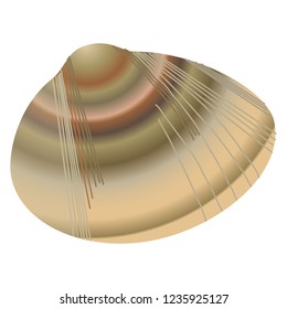 Common orient clam