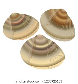 Common orient clam