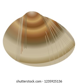 Common orient clam