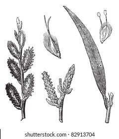 Common Osier,  Salix viminalis or Osier or Basket willow, vintage engraving. Old engraved illustration of Common Osier with male and female flowers isolated on white. Trousset encyclopedia 1886 - 1891