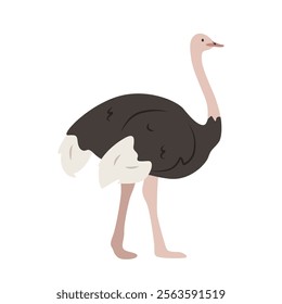 Common ostrich cartoon clipart. Ostrich vector illustration in flat style. Hand-drawn wild animal concept