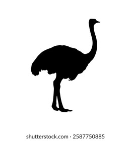 Common ostrich silhouette vector flat illustration design on white background.