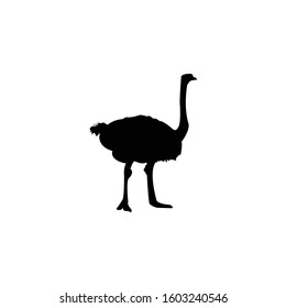 common ostrich silhouette vector illustration