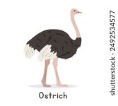 Common ostrich vector illustration, cartoon clipart character, animal in flat style. Wild animals, avian, birds concept. Ostrich vector design isolated on white background