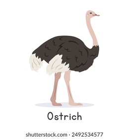 Common ostrich vector illustration, cartoon clipart character, animal in flat style. Wild animals, avian, birds concept. Ostrich vector design isolated on white background