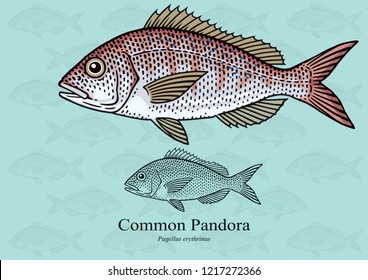 Common Pandora (Sea Bream). Vector illustration with refined details and optimized stroke that allows the image to be used in small sizes (in packaging design, decoration, educational graphics, etc.)