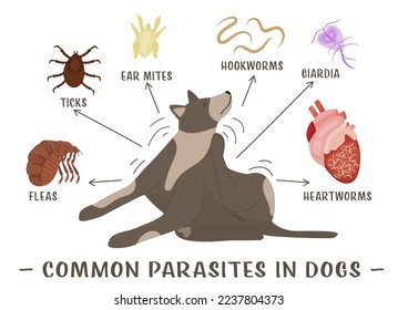 Common parasites in dogs. Fleas, heartworms, ear mites, hookworms, giardiasis, ticks. Medical veterinarian infographics. Useful information in cartoon style. Vector illustration. Horizontal poster