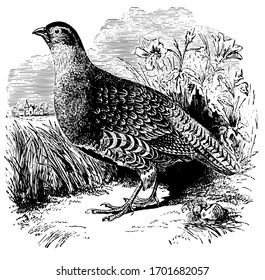 Common Partridge Of Europe Is Found Throughout Europe, Vintage Line Drawing Or Engraving Illustration.