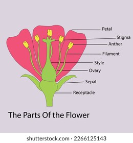 The Common parts of the Flower. Editable vector illustration