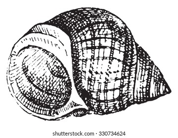 Common periwinkle, vintage engraved illustration. Dictionary of words and things - Larive and Fleury - 1895.
