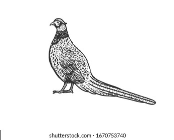 Common pheasant bird sketch engraving vector illustration. T-shirt apparel print design. Scratch board imitation. Black and white hand drawn image.