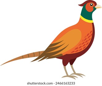 Common Pheasant Drawing Flora Illustration