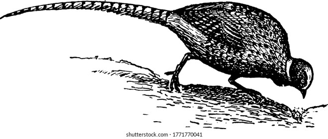 El faisán común, que pica semillas del suelo, es un pájaro de la familia de los faisanes. Es nativo de Asia, pero ha sido ampliamente presentado en otros lugares como un ave de caza, dibujo o grabado de líneas vintage.