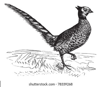 Common Pheasant or Phasianus colchicus, vintage engraving. Old engraved illustration of a Common Pheasant. Trousset Encyclopedia