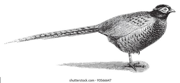 Common Pheasant (Phasianus colchicus) / vintage illustration from Meyers Konversations-Lexikon 1897