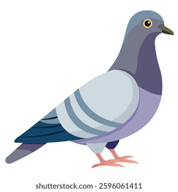 Common Pigeon Perched and Looking Around