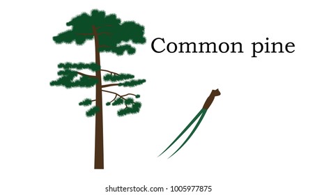 Common pine  Trees vector element. vector icon green