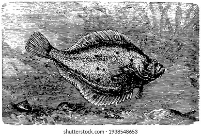 Common Plaice Fish, Vintage Illustration.