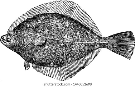 Common Plaice, Vintage Engraved Illustration.