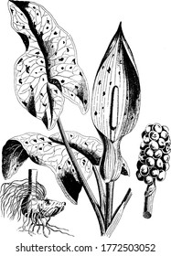 A common plant with purple spotted leaves and can cause allergic reactions in the people, found in the north temperate Europe, vintage line drawing or engraving illustration.