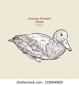 Common pochard male (Aythya ferina), hand draw sketch vector.